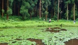 天鹅林场最新爆料视频,最新爆料视频揭秘惊人真相